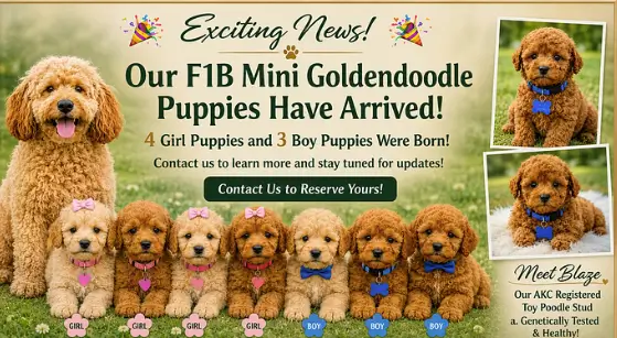 Why Our New F1B Mini Goldendoodle Puppies Are in High Demand Now