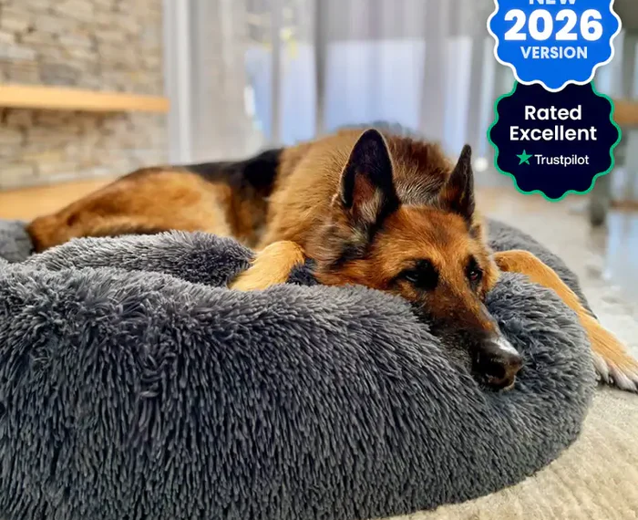 Elevate Your Pet’s Comfort with Luxury Dog Beds from The Brooklyn