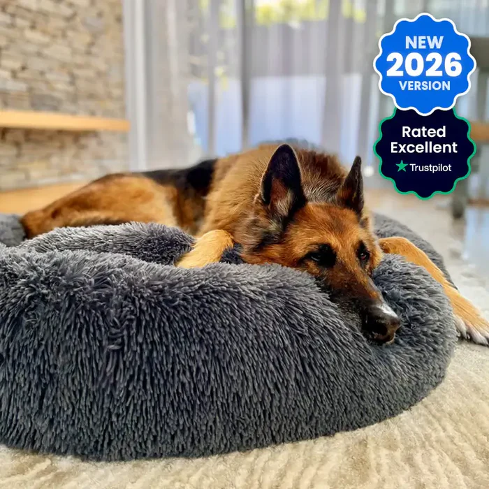 Elevate Your Pet’s Comfort with Luxury Dog Beds from The Brooklyn